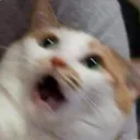 Surprisecat Discord Emoji