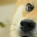 gundoggo6