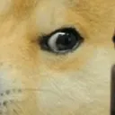 gundoggo5