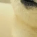 gundoggo3