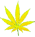 potleaf2