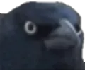 crow_of_judgement