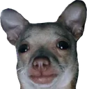 dogwtf