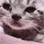 catCry
