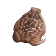 nb_bufos