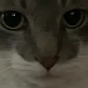tucker