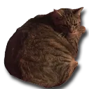 cat_FatCraig