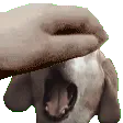 petthedamndog