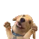 WoweeDance