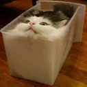 Boxcat Discord Emoji