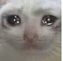 sadKitty