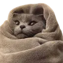 comfykitty