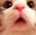 snoof