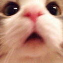 catooo Discord emoji