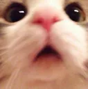 catooo catooo