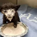 cumcat
