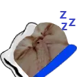 catsleep