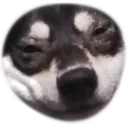 sushidumb sushidumb
