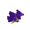 VTZoom VTZoom