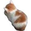 KittyAngy
