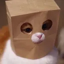 cat_bag