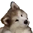 doggowhat doggowhat