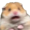 scaredhamster