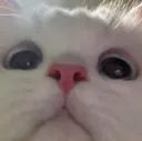 cat_hi