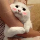 cat_hug