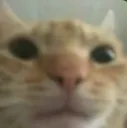 william