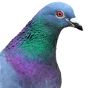 pigeon