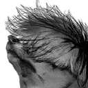 kaneki_doge