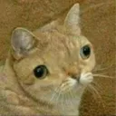 herpcatLife Discord Emoji