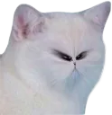 D2S_Z_Hmmm D2S_Z_Hmmm