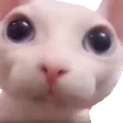 bingus bingus