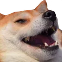 shibe