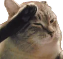 cat_F