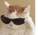 smartcat