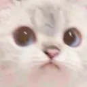 catstare