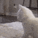 twerk