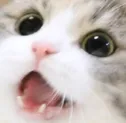 Happy_cat