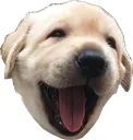 smilepupper2