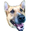 spooderdog