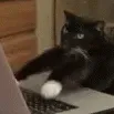 speedycat speedycat