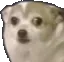 DoggoScared
