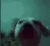 happydoggo