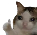 sad_cat_thumbs_up