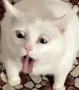 Cat_Puke