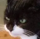 gatoangy1