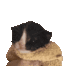 5_smallkitty Discord emoji